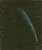 Great Comet of 1882? Great Comet of 1882?