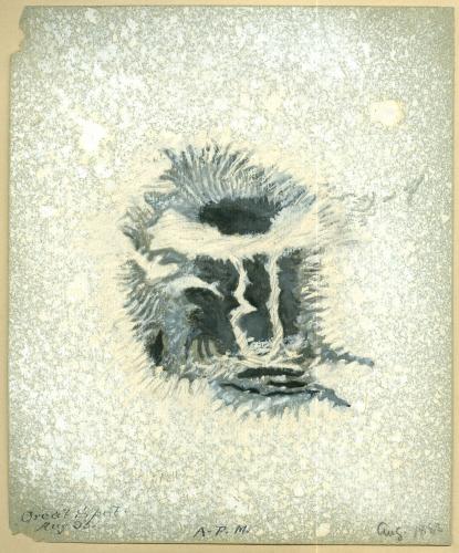 Sunspot August 1888